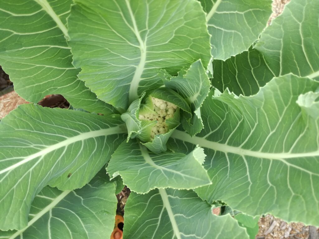 Growing winter veg