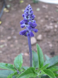 Salvia farinacea