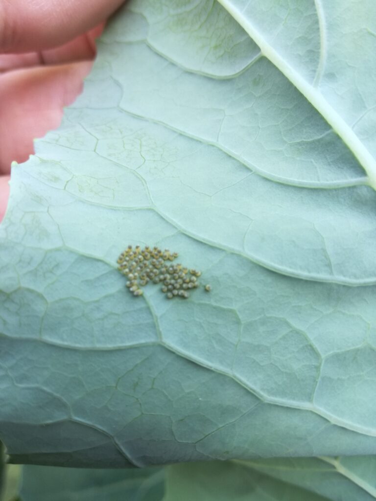 Worms on cauliflower