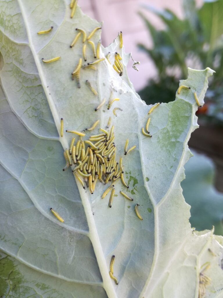 Worms on cauliflower