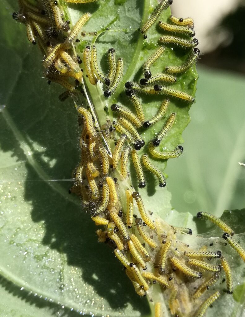 Worms on cauliflower