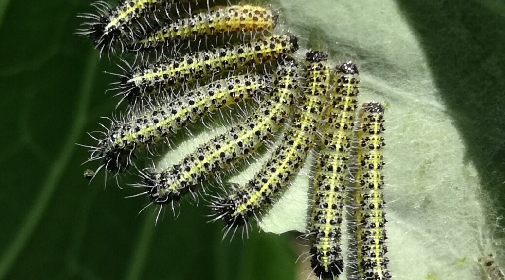 Cabbage White larvae worms