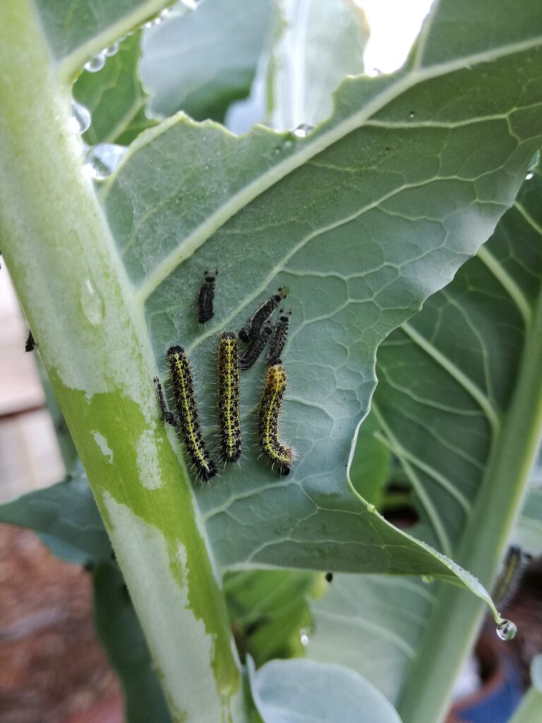 Worms on cauliflower