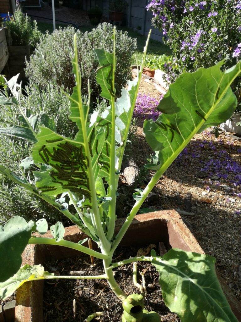 worms on cauliflower