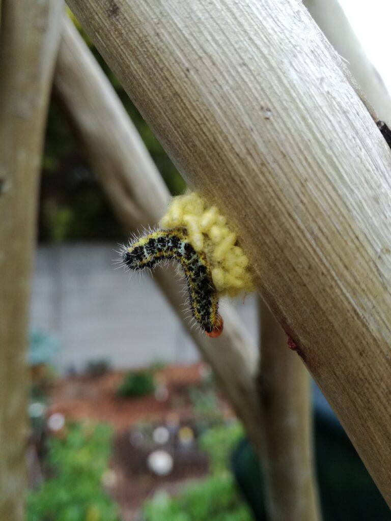 Cabbage White Larva