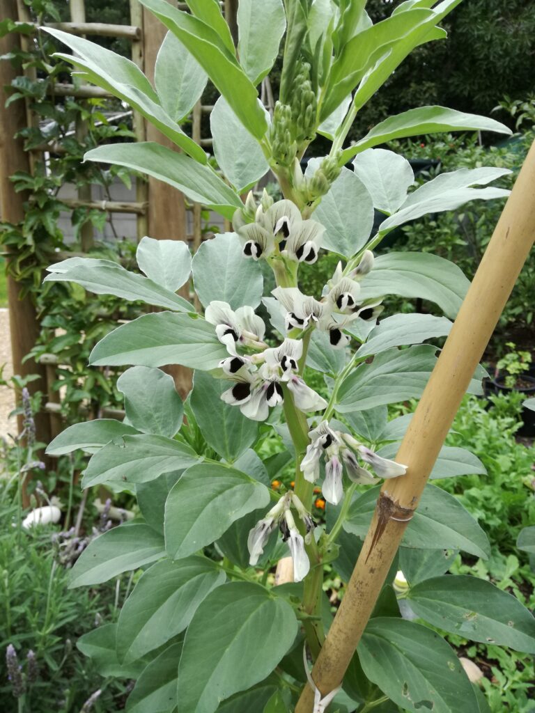 Broad Beans