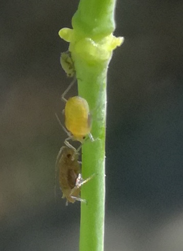 Aphids