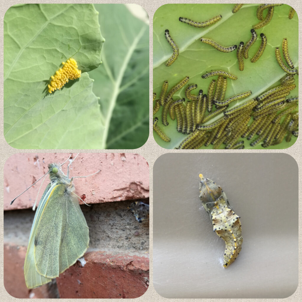 Life Cycle of Cabbage White Butterfly and How to Control Them 