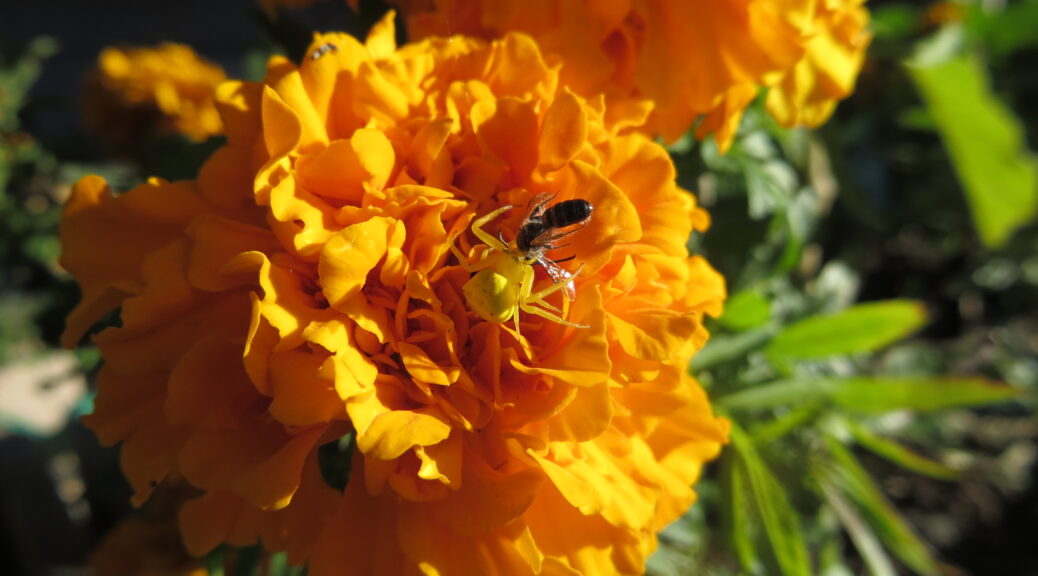 Spiders in my Garden