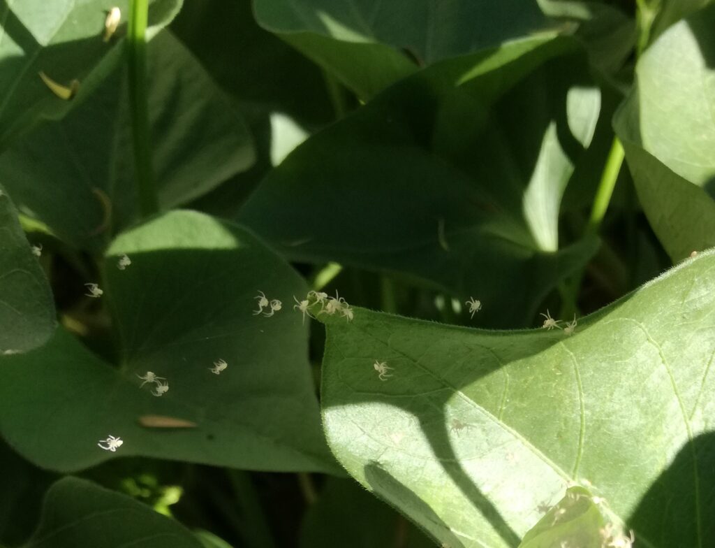 Spiders in my Garden