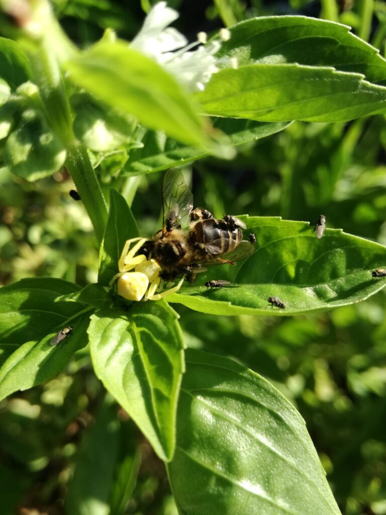 Spiders in my Garden