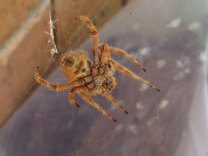 Spiders in my Garden