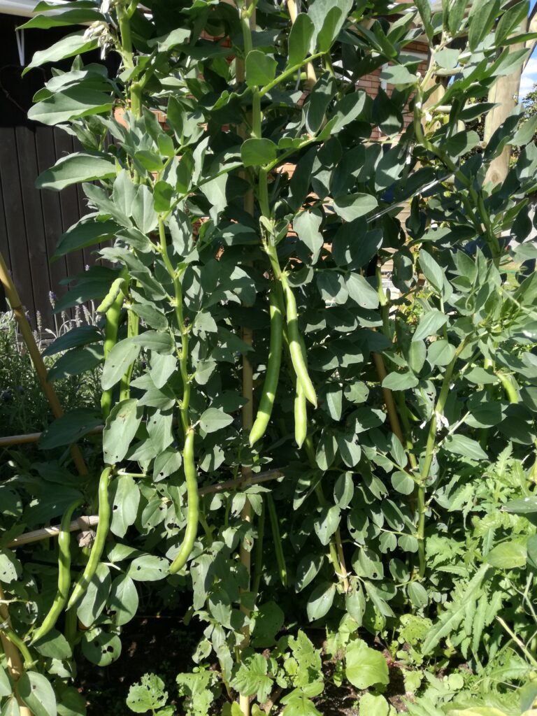 Broad Bean dip