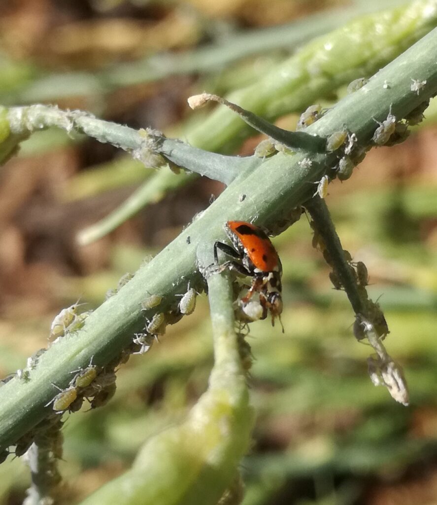 The mighty ladybug has a voracious appetite for more than just aphids –  Marin Independent Journal