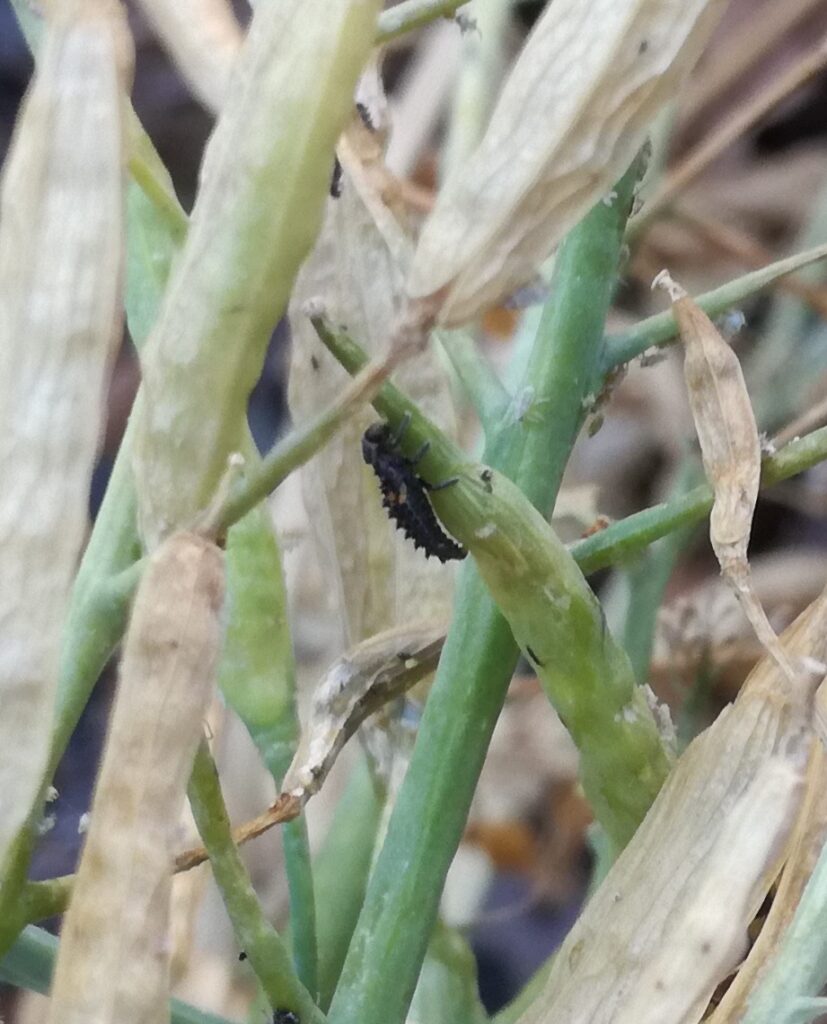 Ladybirds and aphids