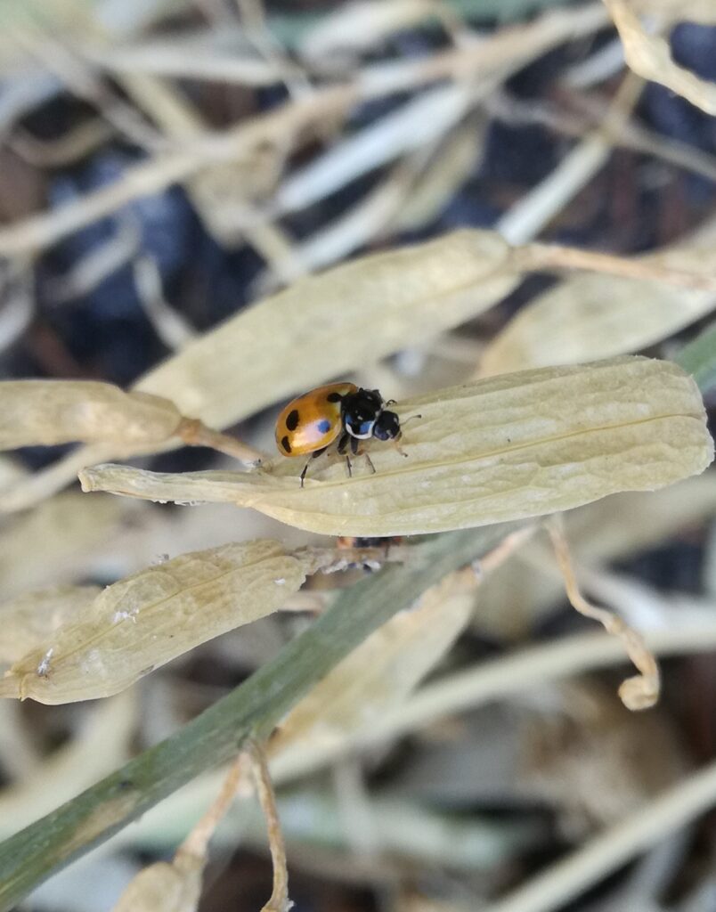 Ladybirds and aphids