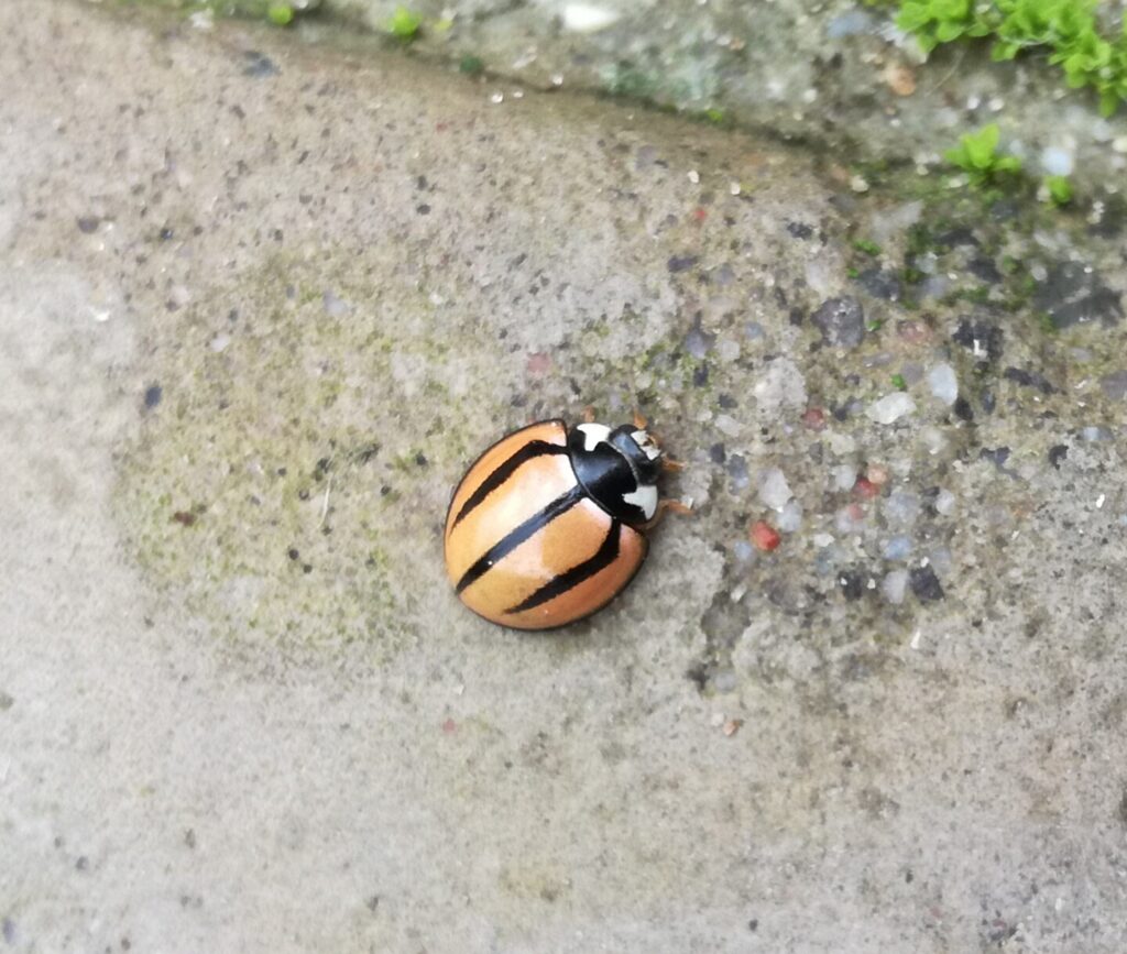 Ladybirds and aphids