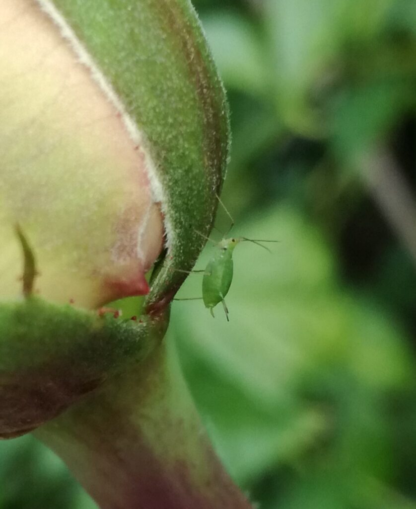 The mighty ladybug has a voracious appetite for more than just aphids –  Marin Independent Journal