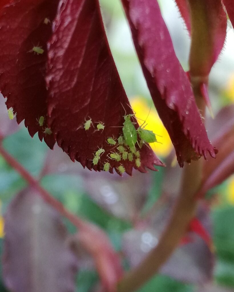 Ladybirds and aphids