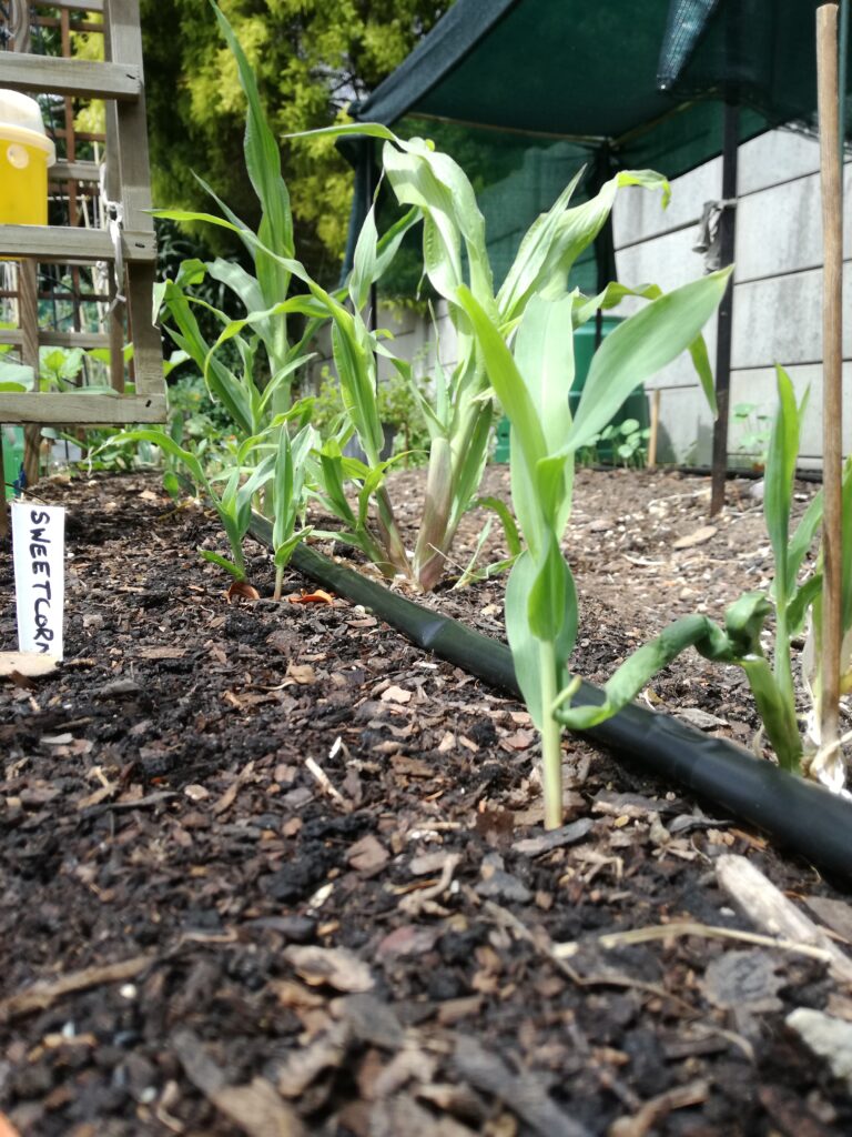 growing veggie garden November