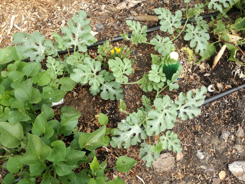 growing veggie garden November