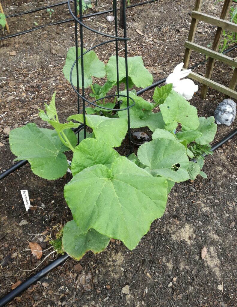 growing veggie garden November