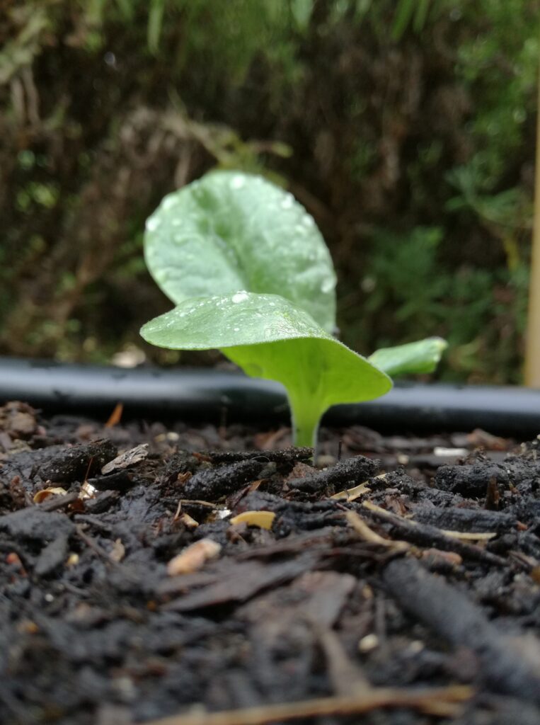 spaghetti squash seedling