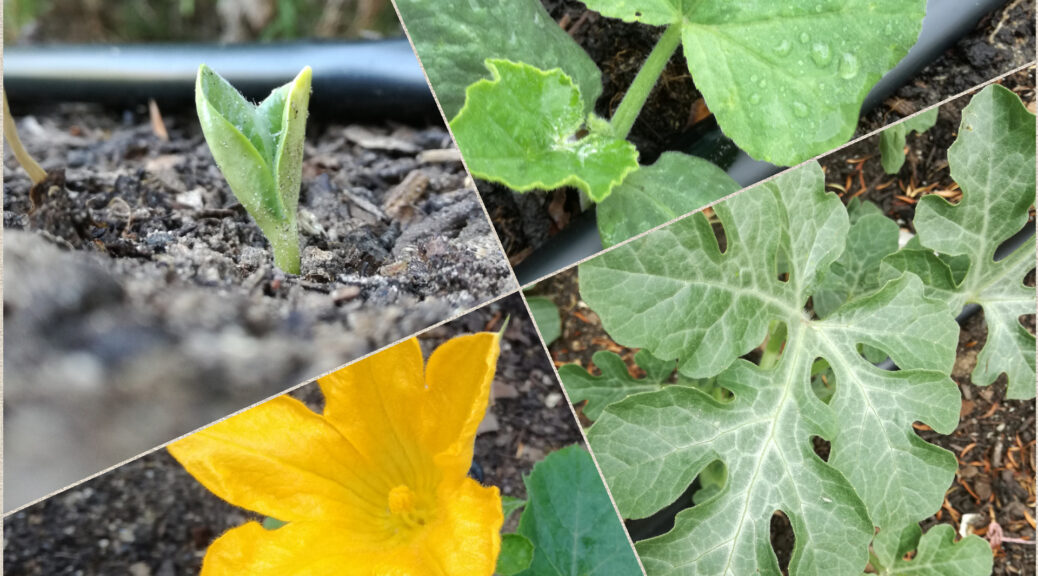 growing veggie garden spring