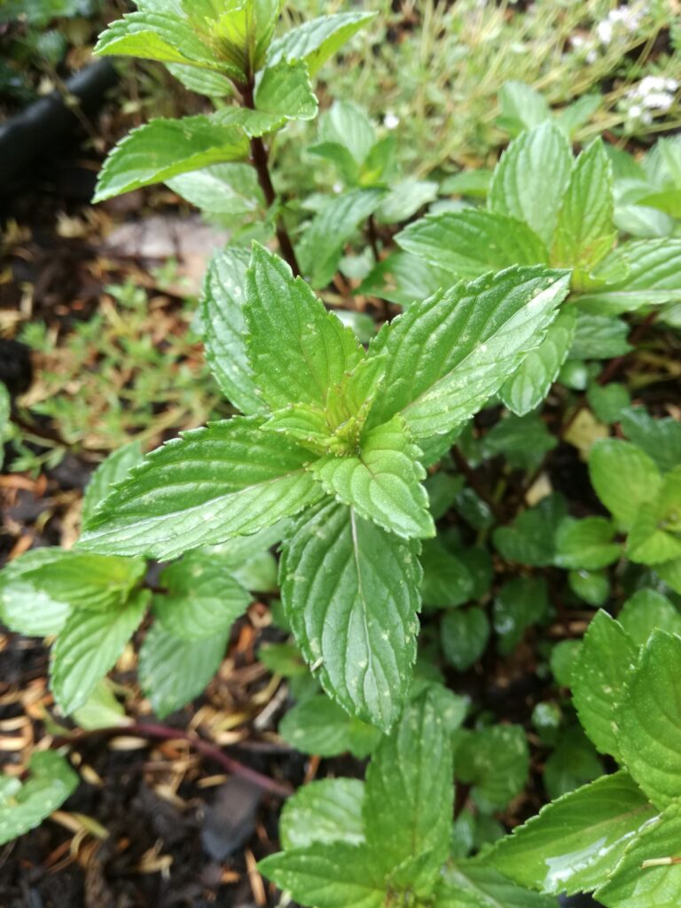 Healing herbs