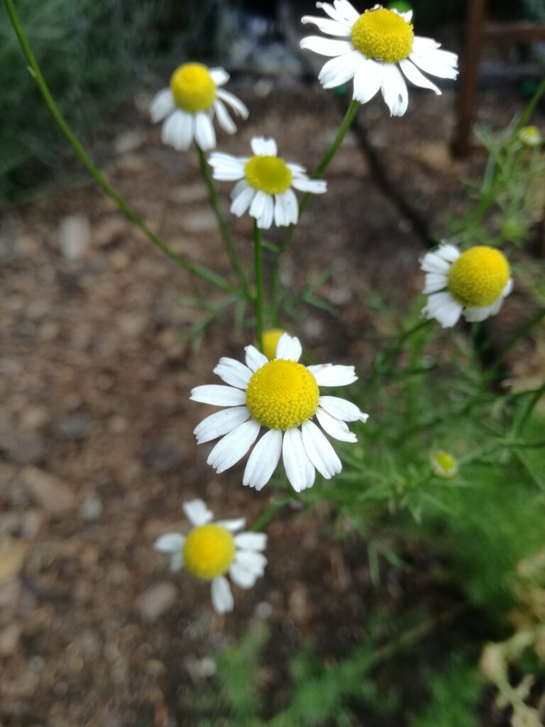 chamomile tea that can benefit your garden
