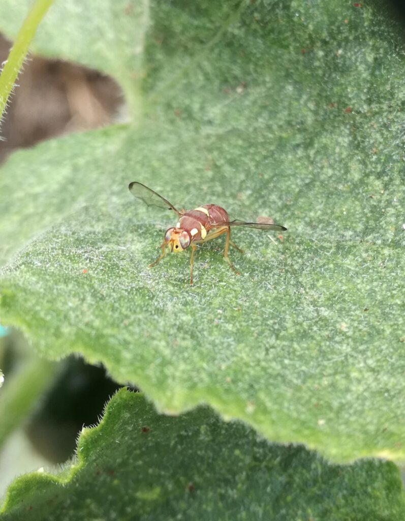 Pumpkin fly