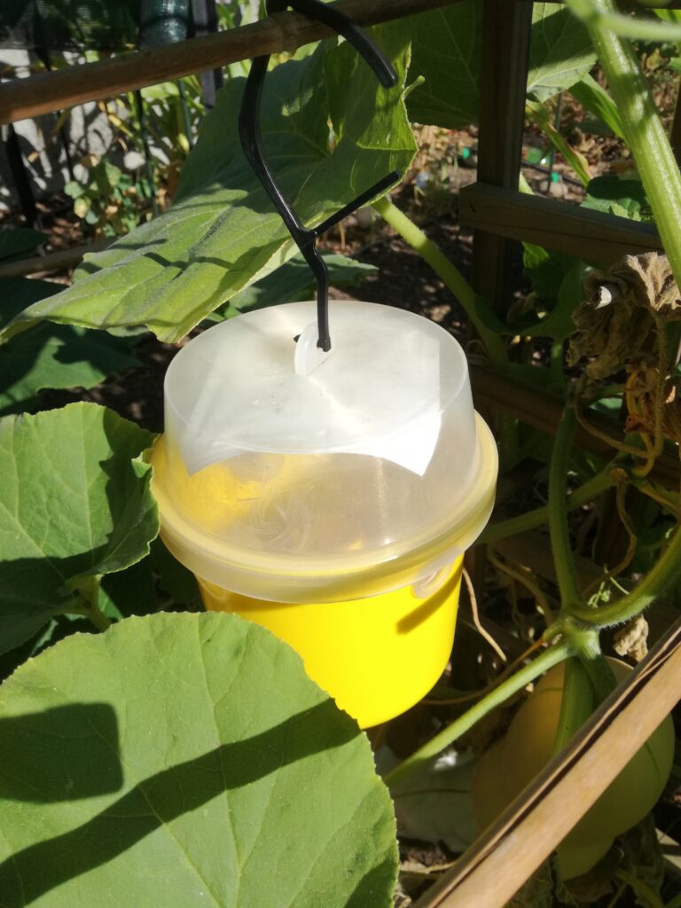 Tackling pesky pumpkin flies