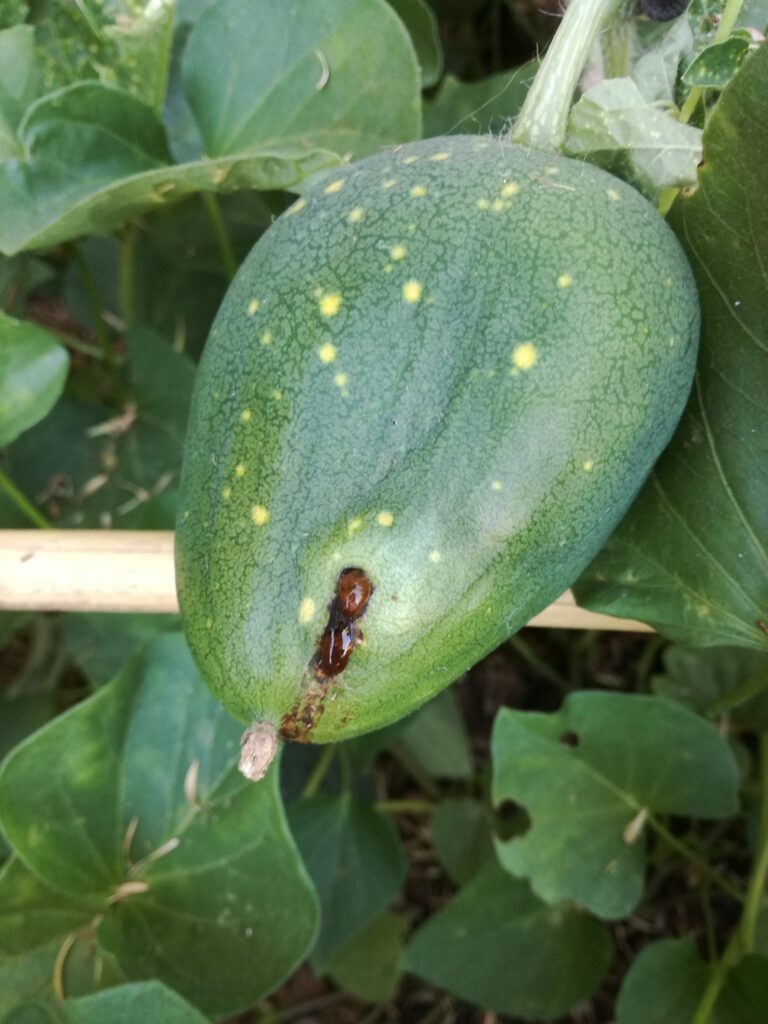 Tackling pumpkin flies