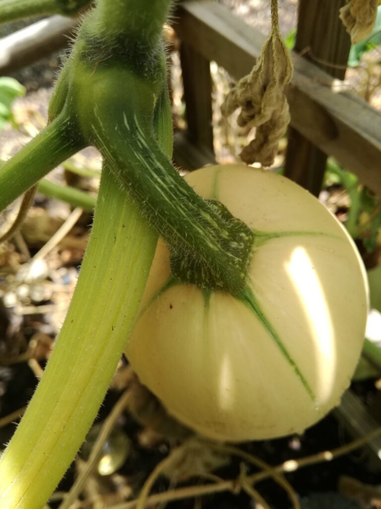 How to grow butternuts