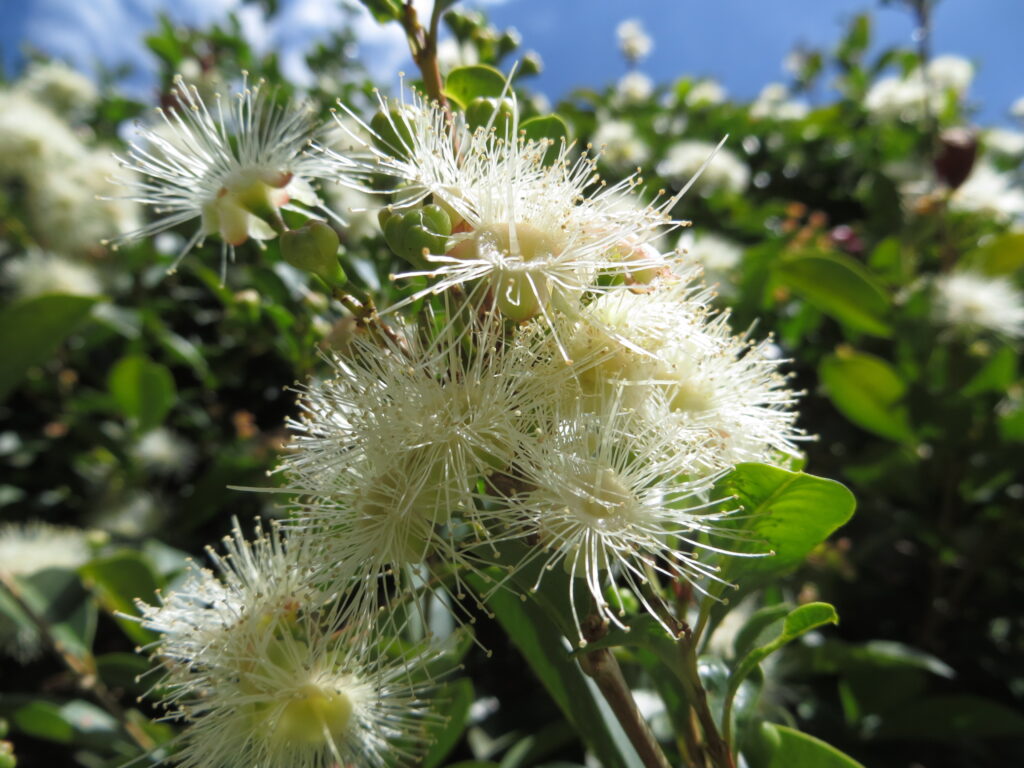 Making Lilly Pilly Jam - Notes by Nats Recipe Notes