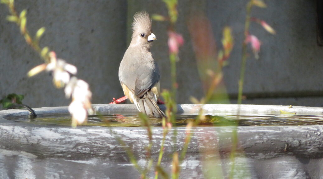 Mousebirds