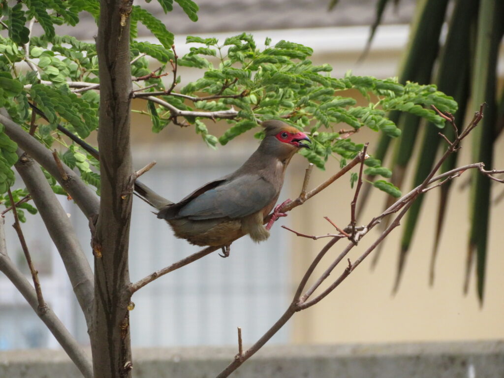 mousebird