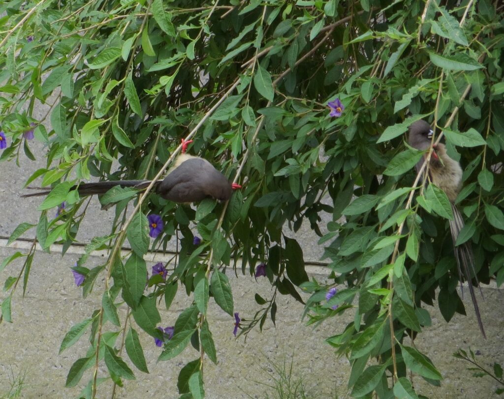 mousebirds