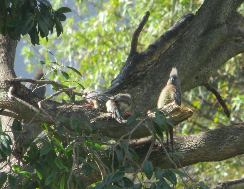 mousebirds