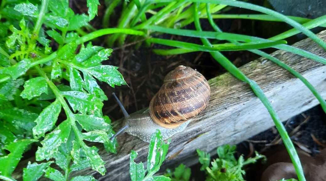 Slugs and snails