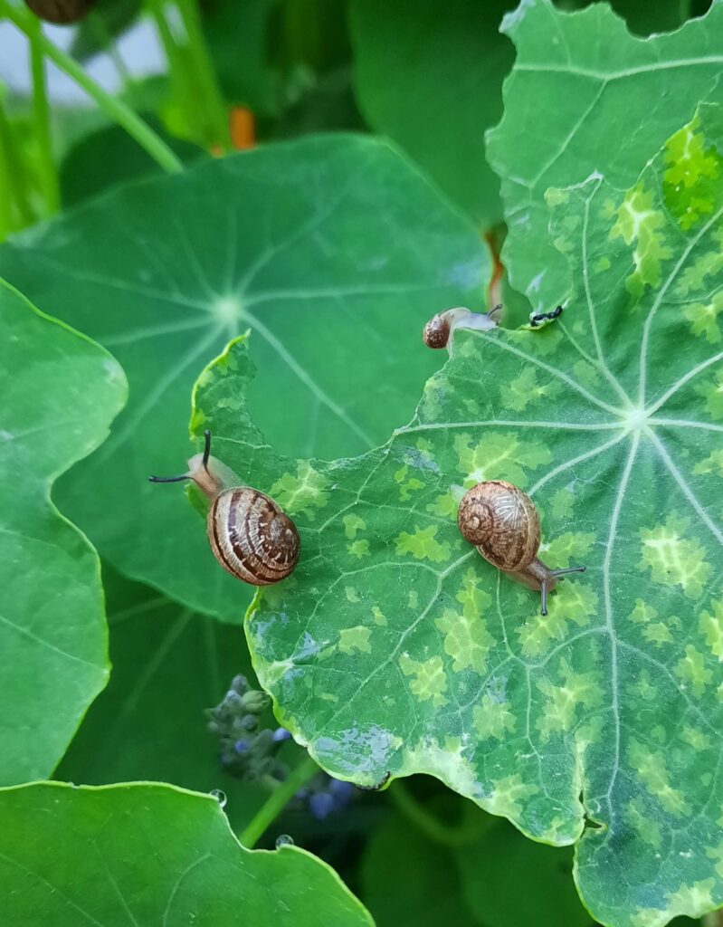 Slugs and snails