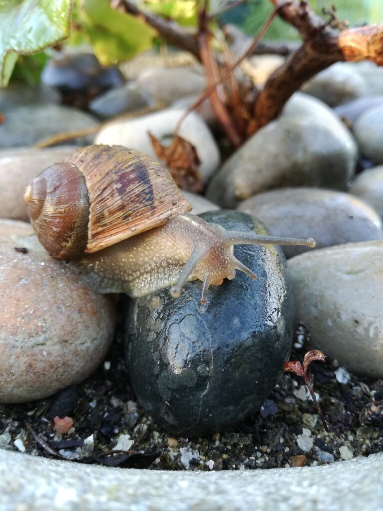 Slugs and snails