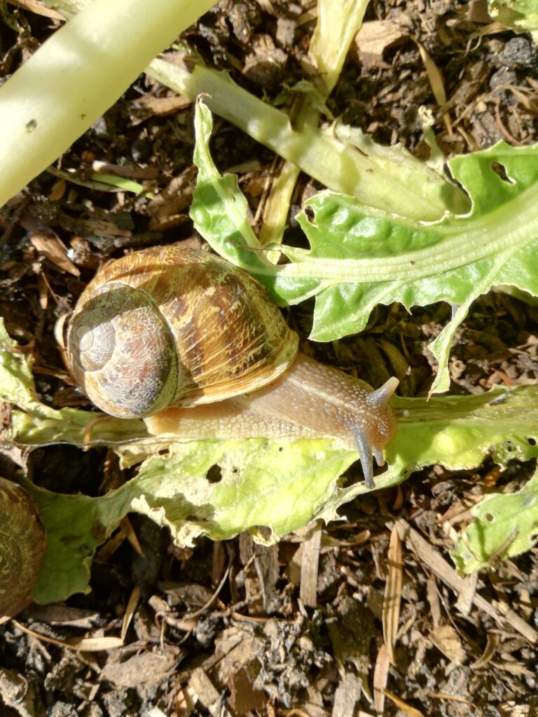 Slugs and snails