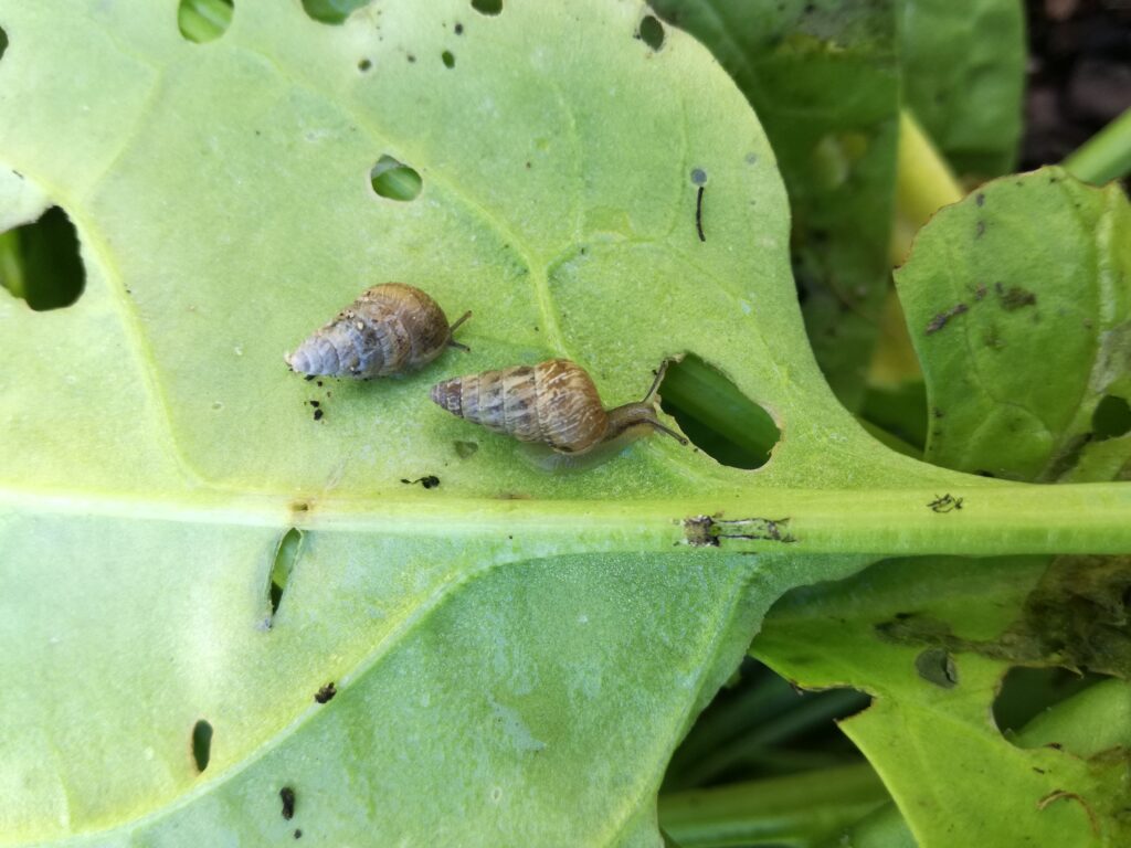 Slugs and snails