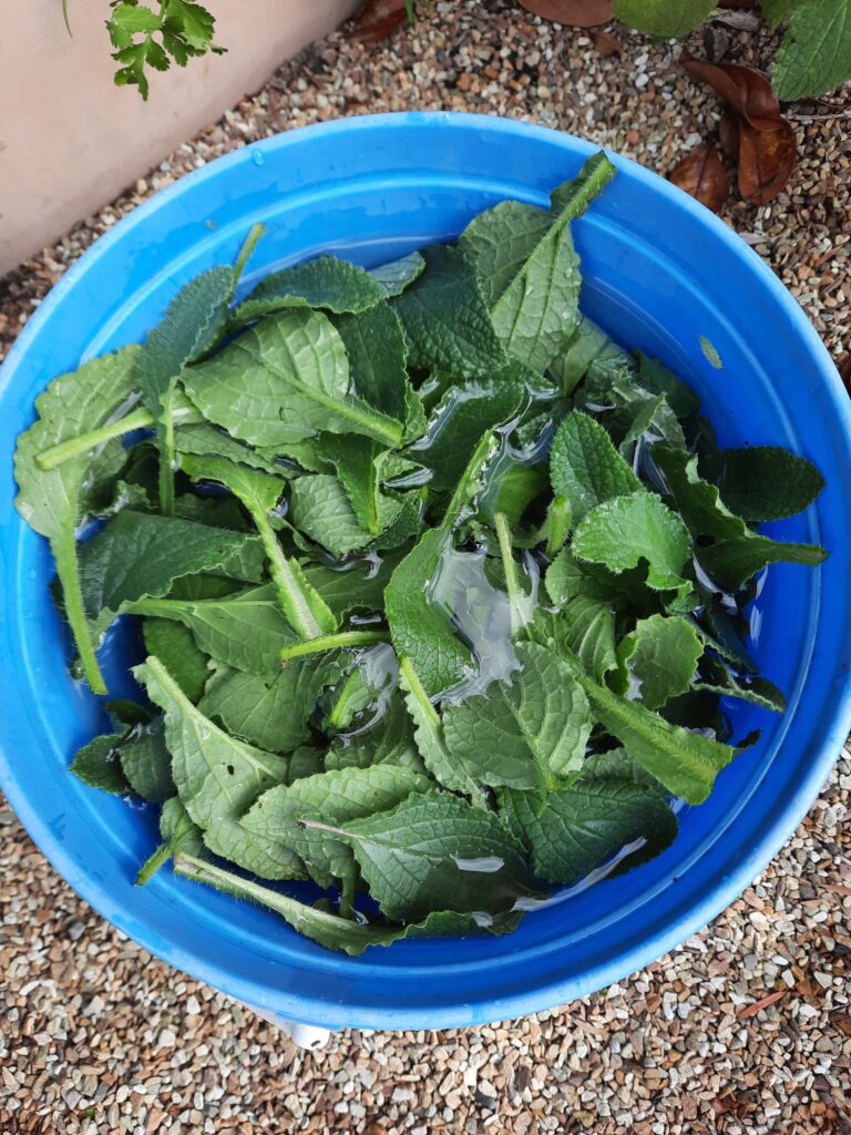 borage tea that can benefit your garden