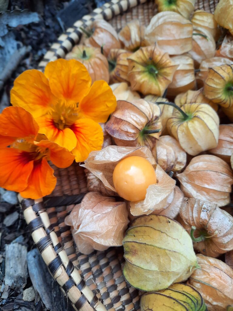 Cape Gooseberries