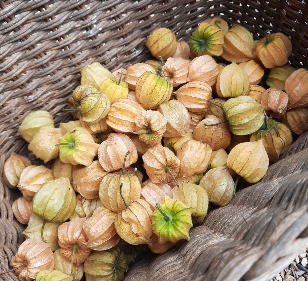 Gooseberries