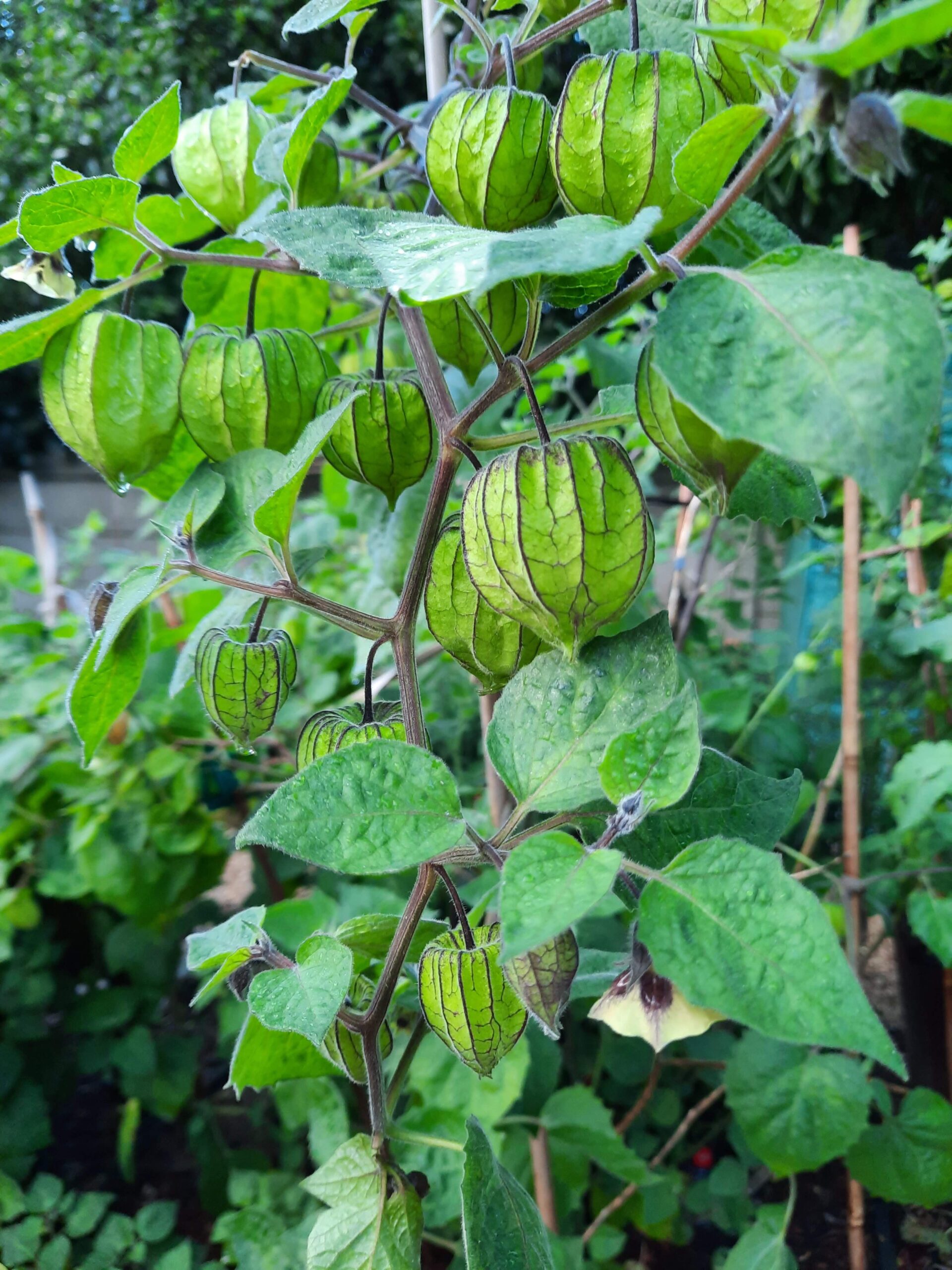 Cape Gooseberry Jam - Notes by Nats