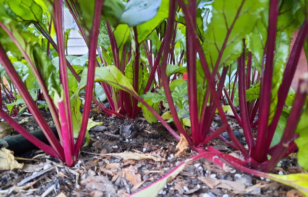 Pickled Beetroot