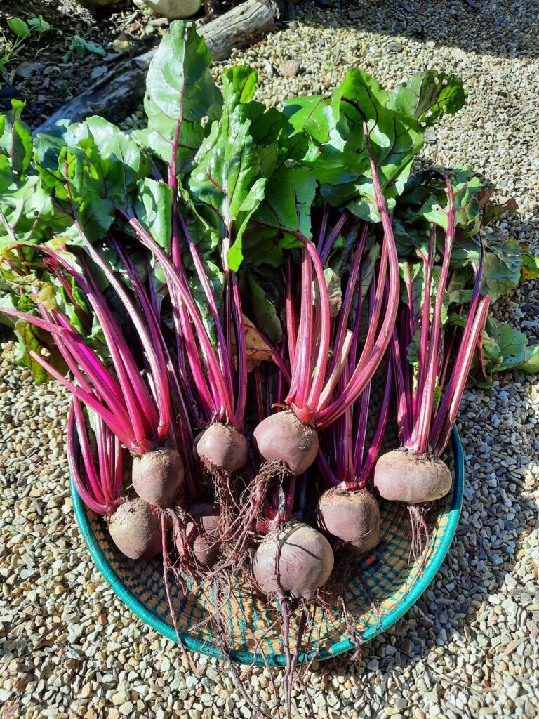 Pickled Beetroot